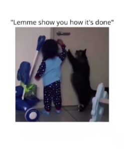 Gatto insegnante di un bambino (VIDEO)