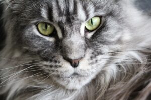 5 prodotti di bellezza perfetti per la cura di un gatto Maine Coon