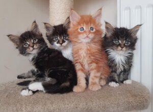 5 prodotti per la cura dei deliziosi gattini Maine Coon