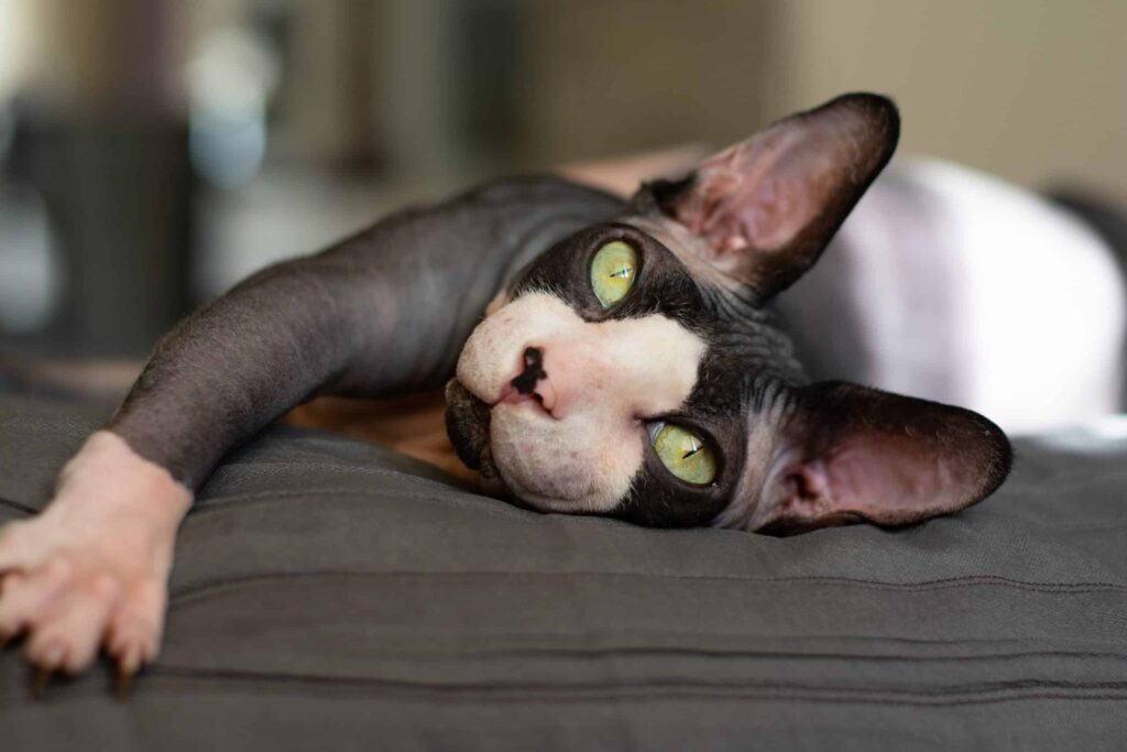 prodotti per la cura del gatto Sphynx