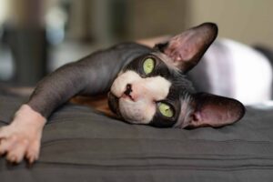 5 prodotti per la cura di un gatto Sphynx che dovresti proprio avere