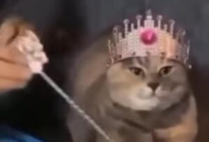 Il gattino viene incoronato re, alla cerimonia assistono migliaia di utenti (VIDEO)