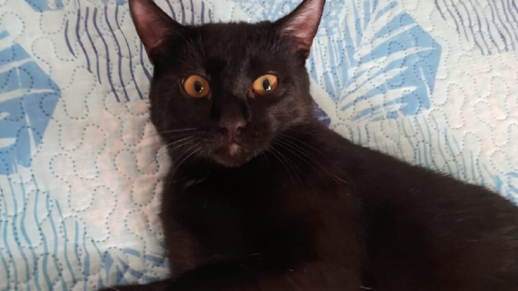gatto nero occhi gialli