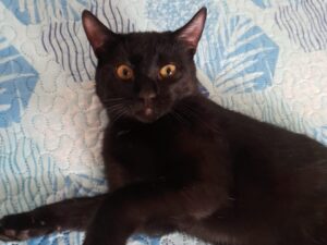 gatto nero europeo scomparso