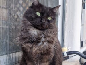 San Benedetto del Tronto, segnalata la scomparsa di Sombra, una gatta di due anni dal pelo lungo
