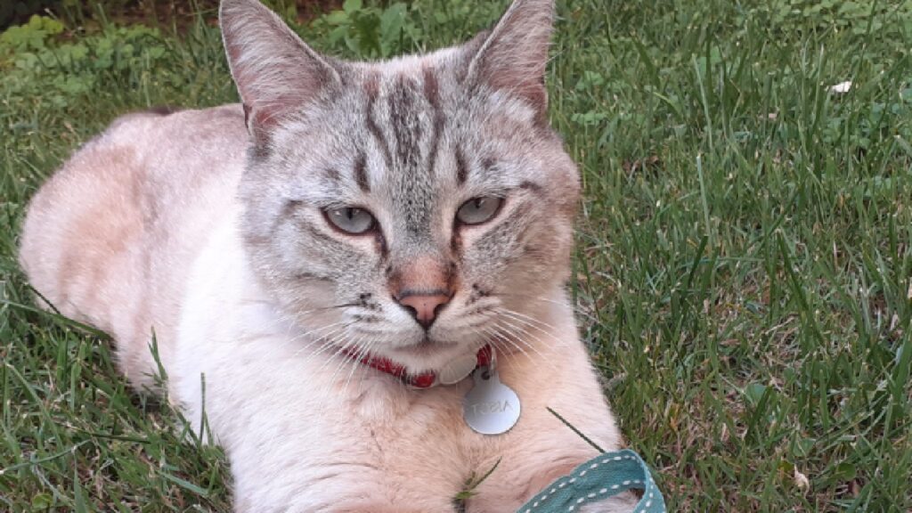 tobia gatto indossa collare