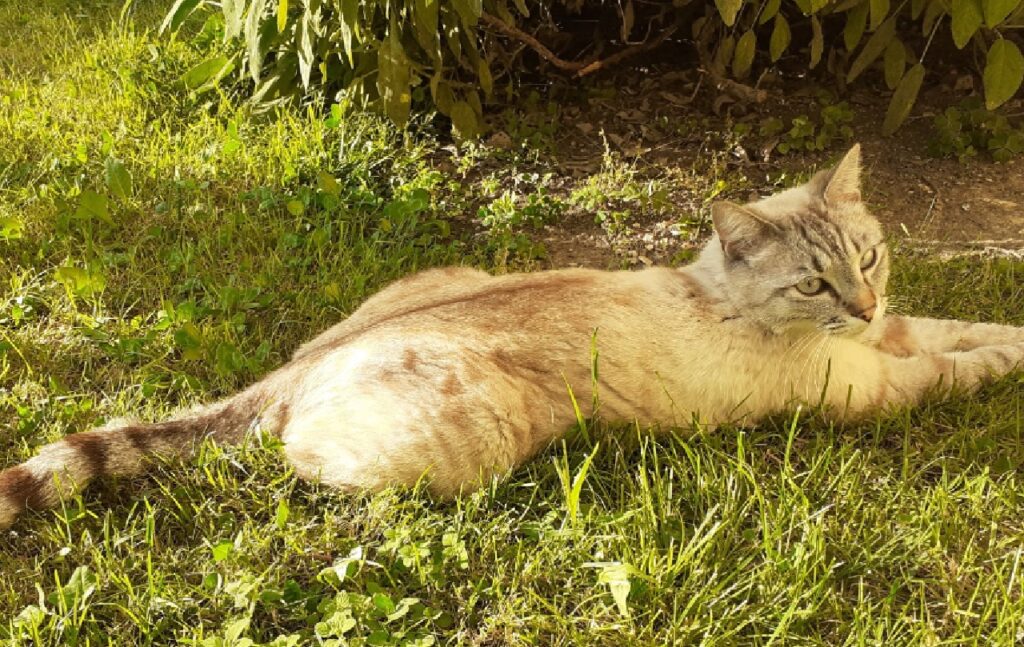 gatto disteso su fili del prato