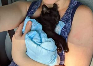 Lisa salva un gattino nero dalla strada: la storia