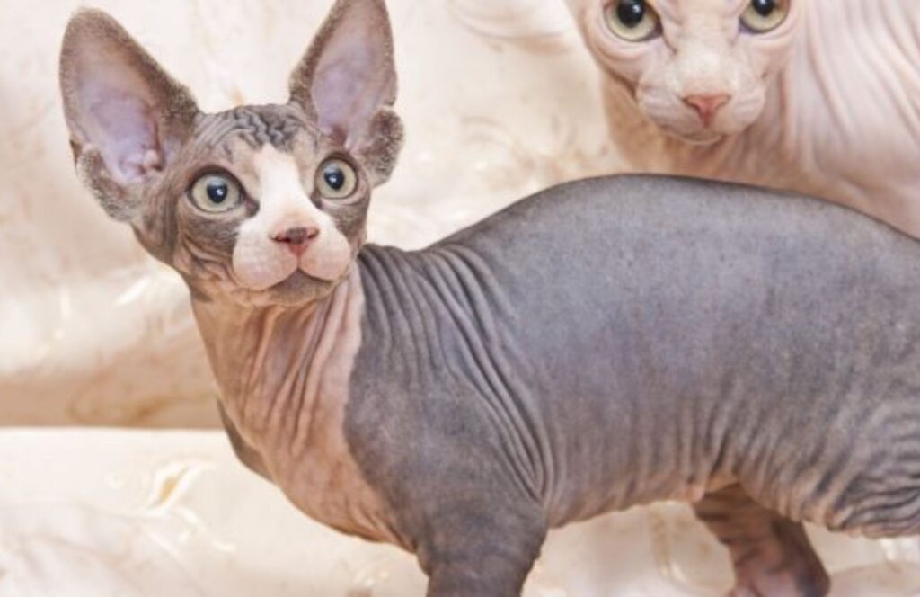 shampoo per gatto Sphynx