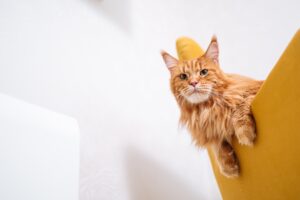 5 shampoo per gatti Maine Coon, per una pelliccia da vero re