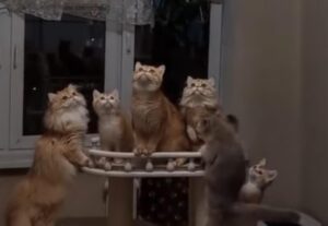 5 gatti