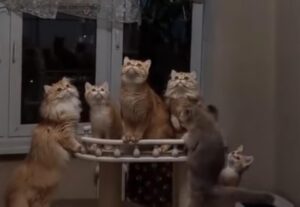 I simpatici gatti vengono colpiti da un insetto che vola nella stanza (VIDEO)