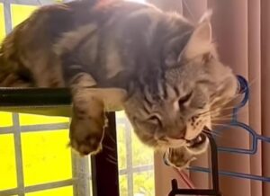 Il simpatico gatto ama aiutare la padrona ad appendere i vestiti (VIDEO)