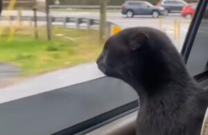 Il simpatico gatto si comporta come un cane mentre è in viaggio in auto (VIDEO)