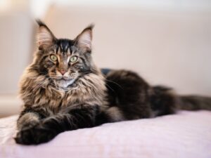 5 spazzole perfette per curare il mantello dei gattini Maine Coon