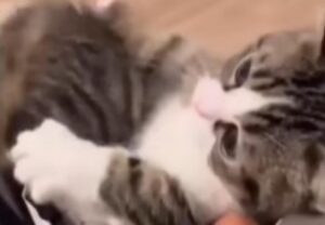 Il tenero micetto si infila dentro una busta in una scena davvero dolcissima (VIDEO)