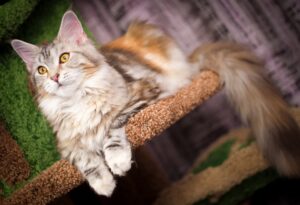 5 tiragraffi grandi (e resistenti) per il gatto Maine Coon che vive in casa