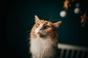 5 cose incredibili che solo i gatti possono sentire