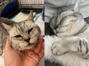 Bubble, il gatto che ha trovato l’aiuto che cercava