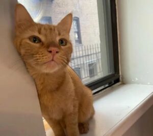 Buttons, il gatto trovato vicino ad un ruscello