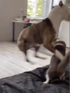 Cane e gatto amici per la pelle, giocano in modo travolgente (VIDEO)