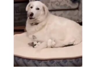 Cane e gatto condividono la cuccia in modo davvero buffo (VIDEO)