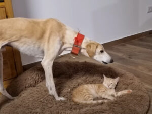 Gatto ruba il letto del cagnolone che protesta animatamente: il video