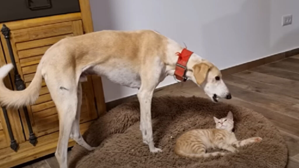 Cane e gatto litigano per il letto