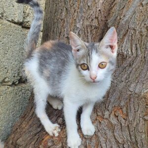 Caramella, la gattina abbandonata è alla ricerca di un’adozione per sempre