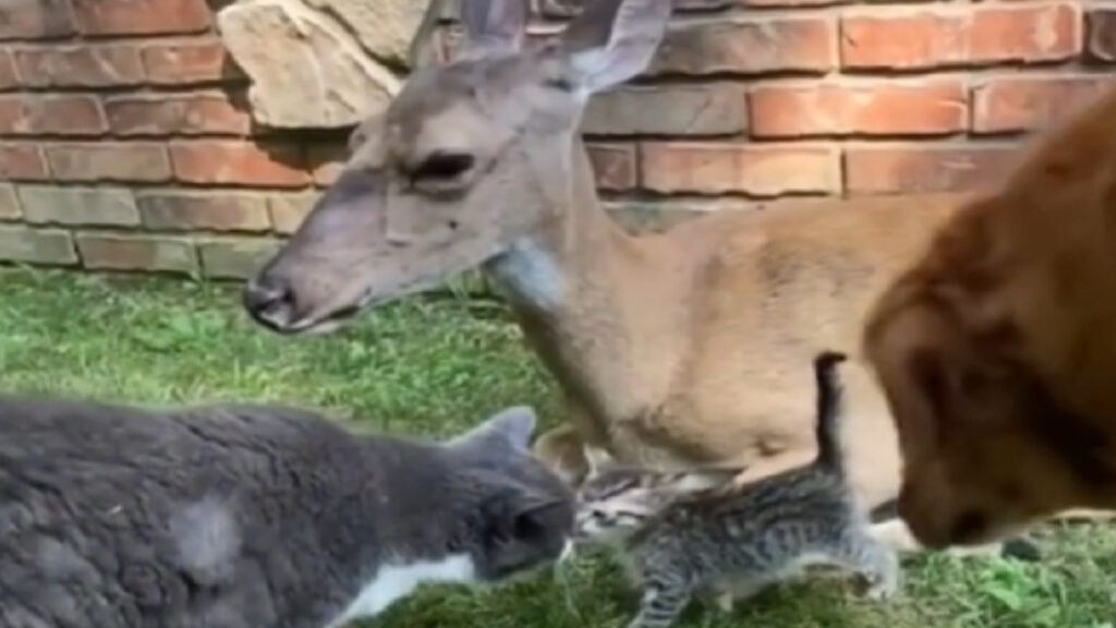 Cervo coccola il gattino