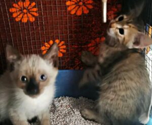 Elsa e Dafne, le gattine chiuse in un tombino cercano casa