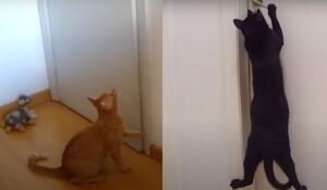 Gatti che odiano le porte chiuse: parla una veterinaria esperta in comportamento felino (VIDEO)