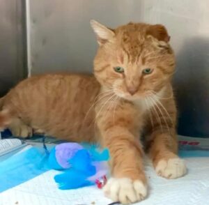 Garfield, il gatto randagio che si è trasformato dopo aver trovato un posto sicuro