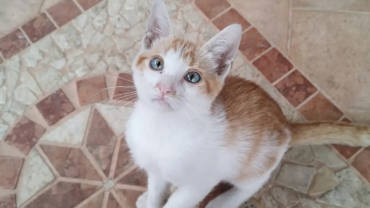 gattino bianco e arancione