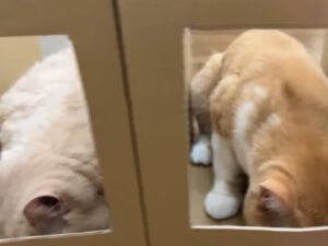 Gatti mangiano in scatole