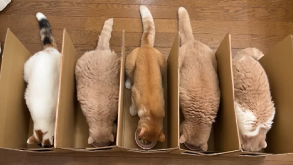 Gatti mangiano nelle scatole 