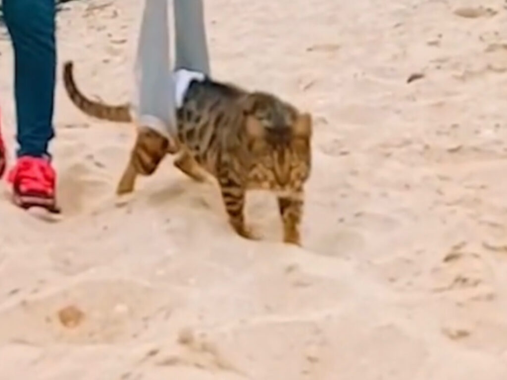 Gattina disabile sulla spiaggia