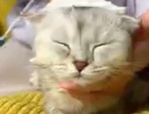 Gattino viene coccolato e lavato dalla propria padrona come se fosse in una spa (VIDEO)