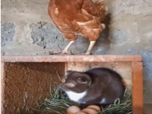 Gatto si siede sulle uova per aiutare la gallina a covarle