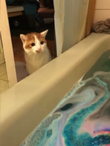 Gatto rimane estasiato alla vista di una bomba da bagno in azione