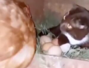 Gatta bianca e nera si posiziona al posto della gallina, che stava covando, il video è esilarante (VIDEO)