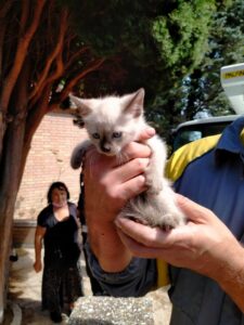 Gatto resta bloccato su un cipresso per 3 giorni