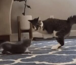 Gatto con sole due zampe cerca di convincere a giocare con lui un gattino triste