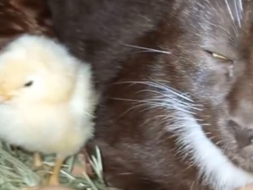 Gatto amico della gallina