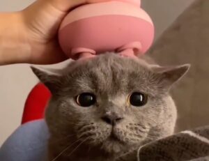 Gatto grigio riceve un regalo dalla propria padrona che ha apprezzato moltissimo (VIDEO)