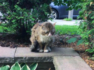 Il gatto scoraggiato fa un ultimo disperato tentativo per farsi adottare: la sua trasformazione è da sogno