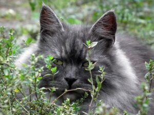 Gatto siberiano lancia un’occhiataccia alla sua umana per avere il cibo