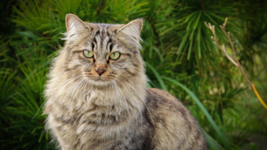 Gatto siberiano fa un’occhiataccia