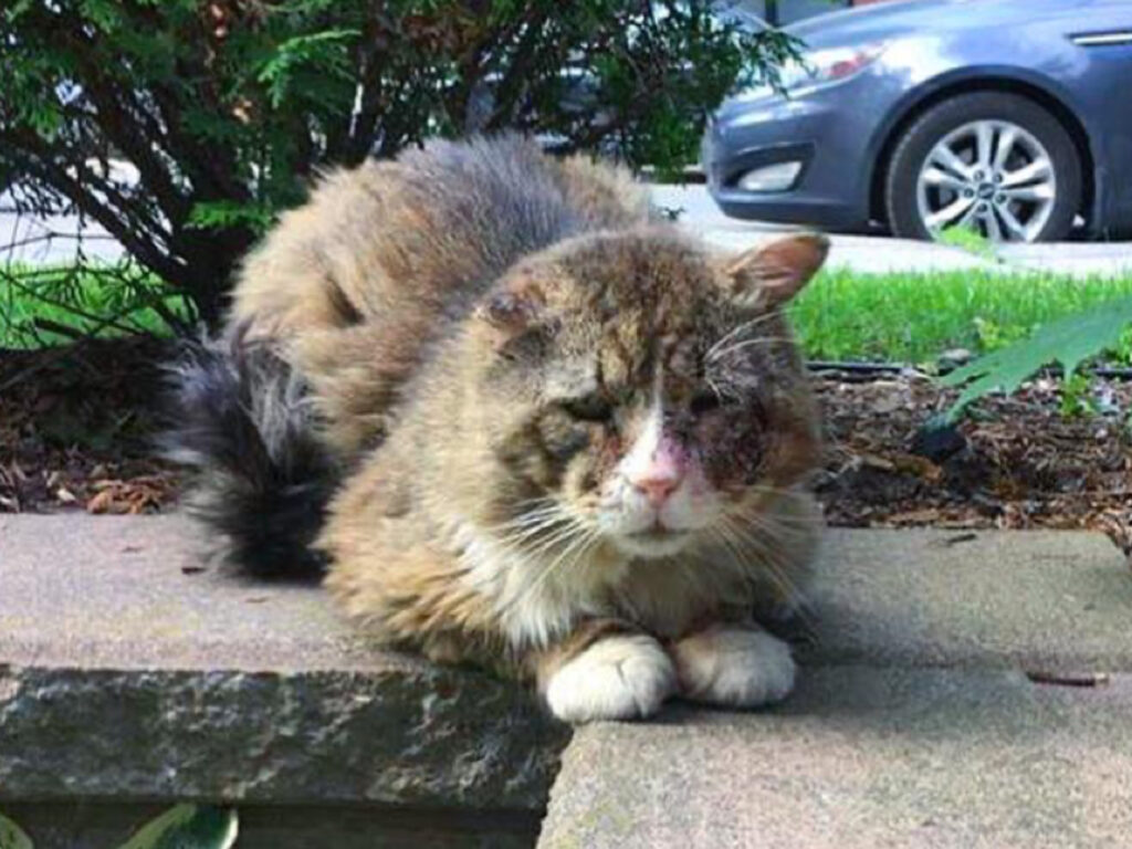 Gatto Marcel è stato salvato