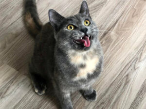 12 foto di gatti adottati che traboccano felicità nella loro nuova realtà